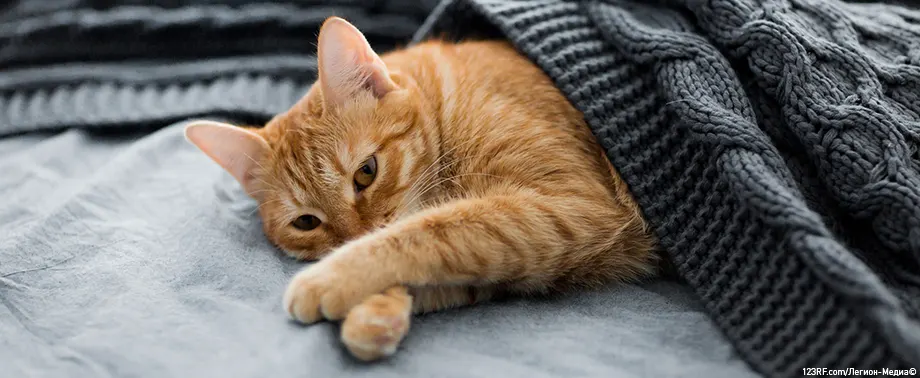 Энтерит у кошек