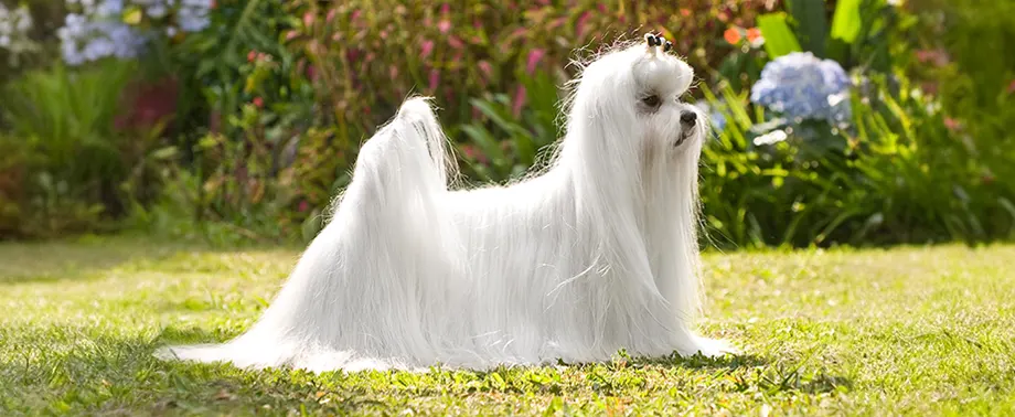 Беременность у породы мальтийская болонка: сколько длится и как проходит