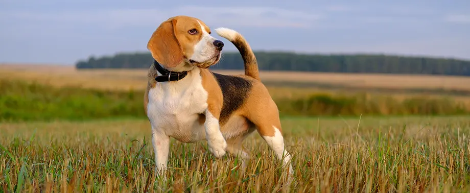 Сколько в норме весит бигль?