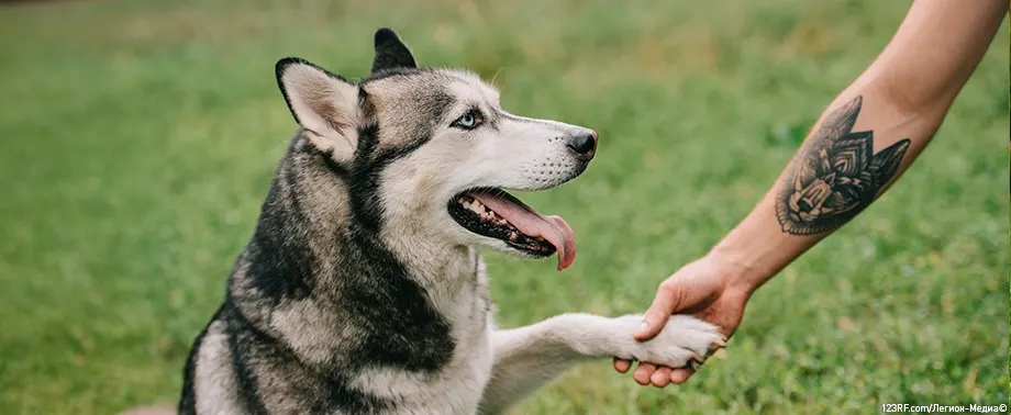 Как научить собаку давать лапу?