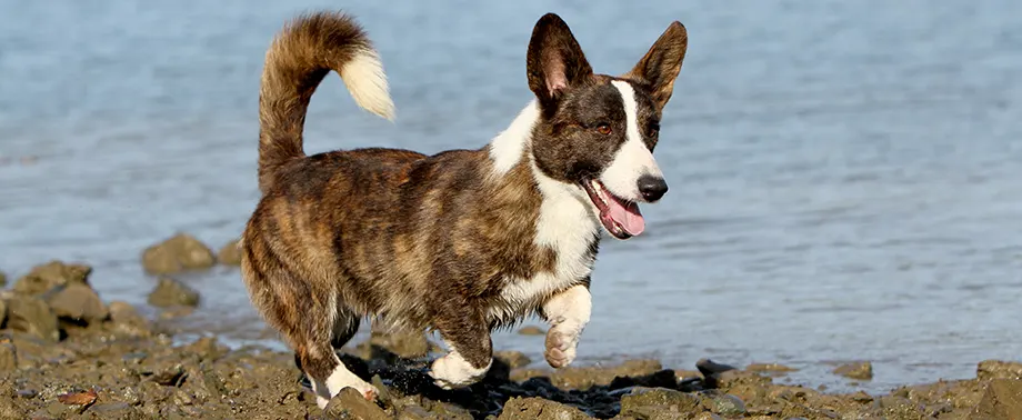 Сколько в норме весит корги?