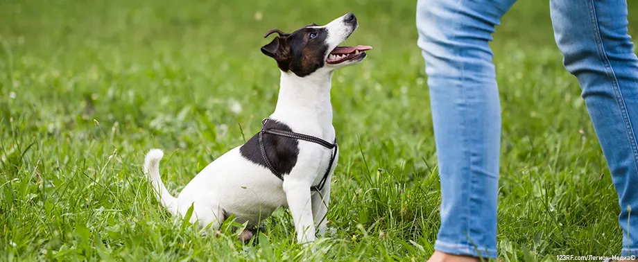 Как научить щенка команде «Сидеть»?