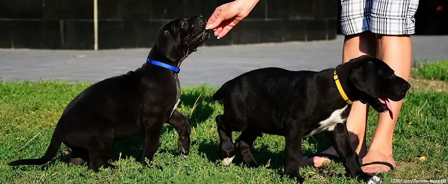 Сухой или влажный корм: чем кормить щенка?