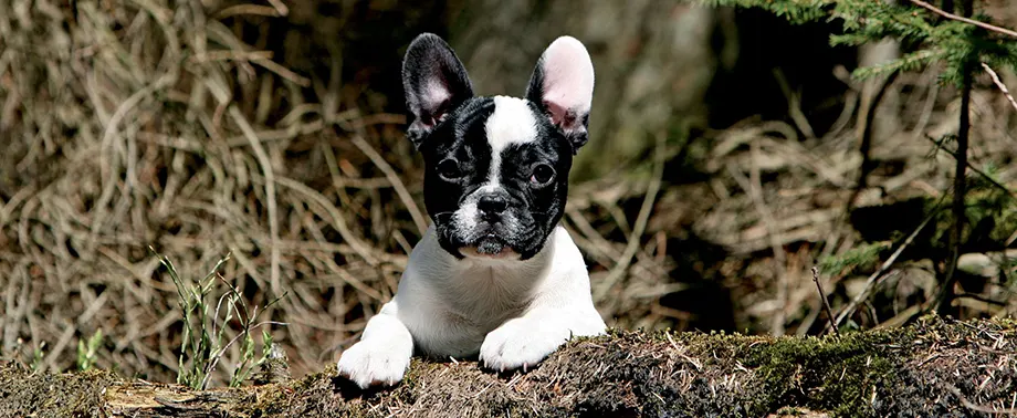 Как ухаживать за французским бульдогом