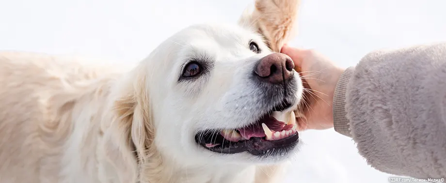 Какой нос должен быть у собаки