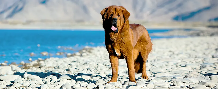 Сколько в норме весит тибетский мастиф?