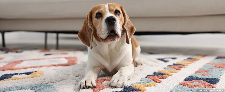 Экзема у собак