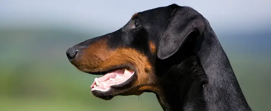 Сколько в норме весит доберман?