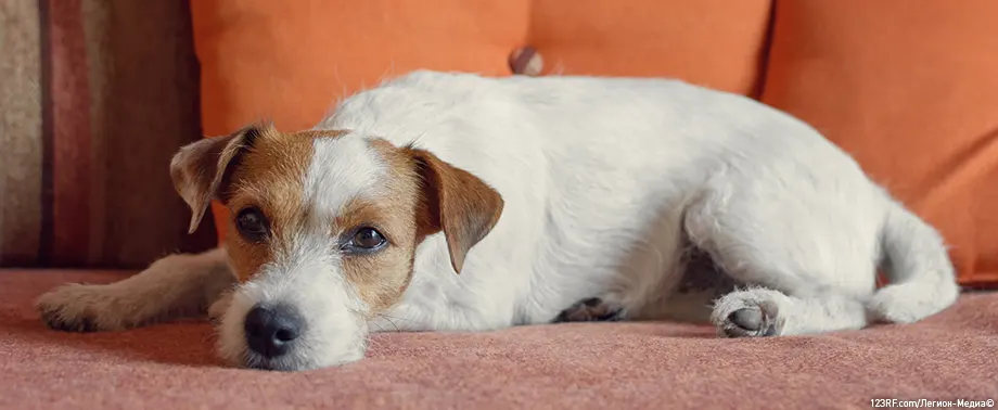 Непроходимость кишечника у собак