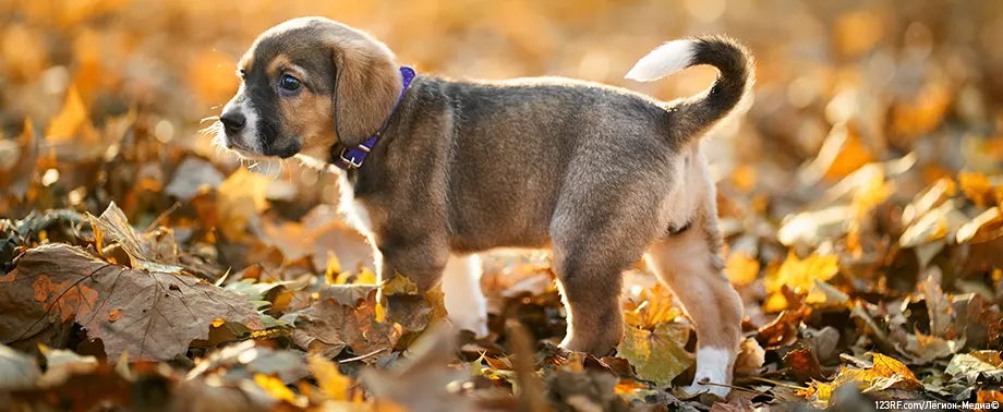 Прививки щенкам по возрасту