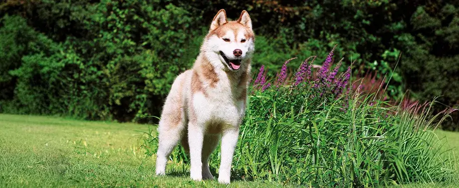 Сколько в норме весит сибирский хаски?