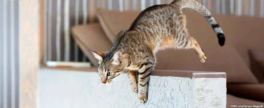 Почему коты боятся огурцов?