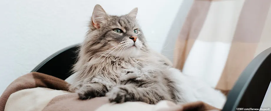 Шерсть в желудке у кошки