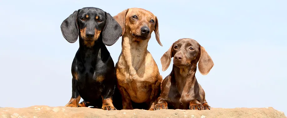 Сколько в норме весит такса?