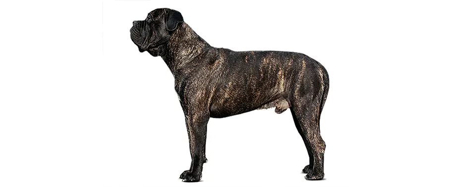 Сколько в норме весит кане-корсо?