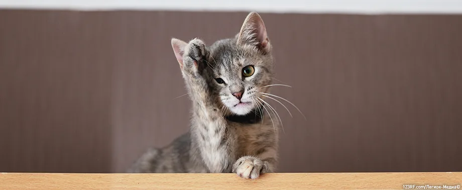 Кошка чешет уши