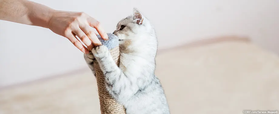 Что делать, если поцарапала кошка?