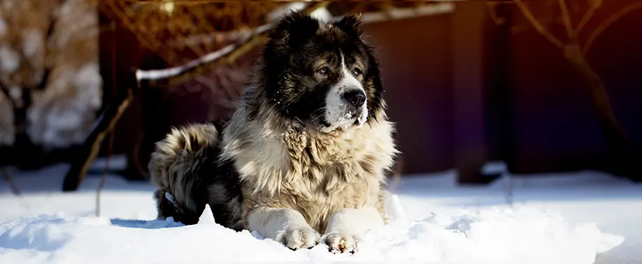 Сколько в норме весит кавказская овчарка?