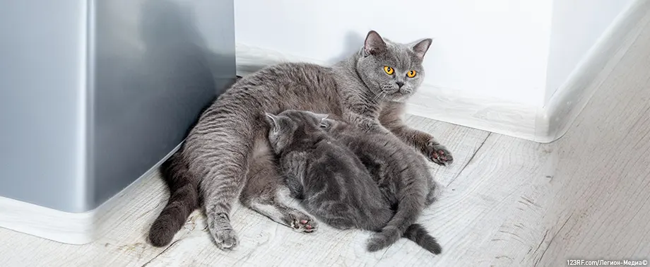 Опухоль молочной железы у кошки