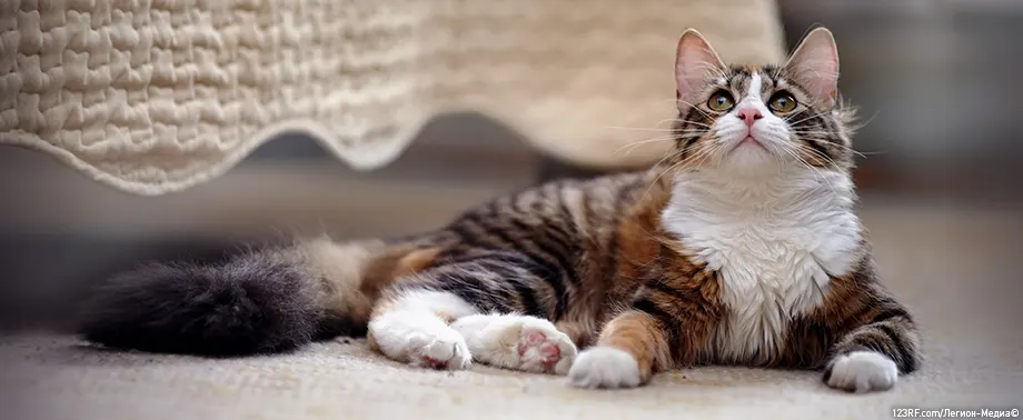 Пена у рта у кошки