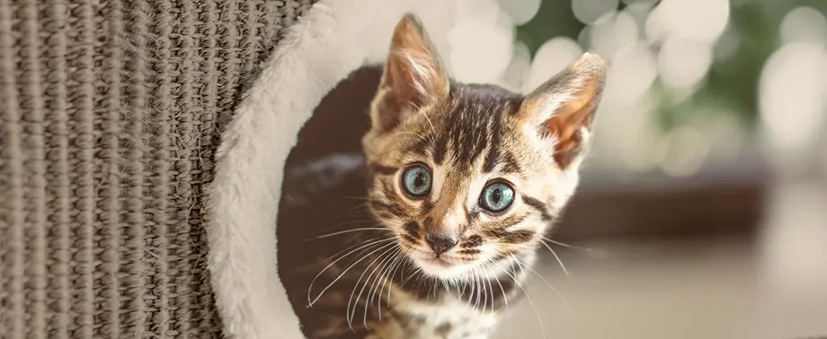 Бенгальский котенок