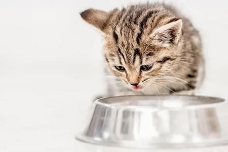 Чем кормить котенка?