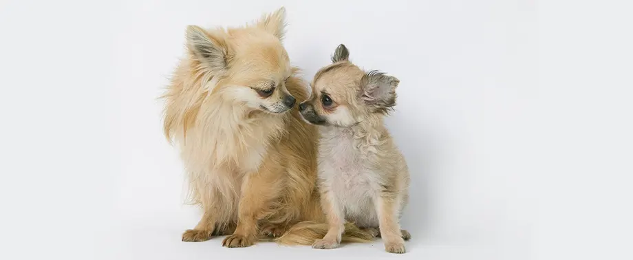 Щенок чихуахуа