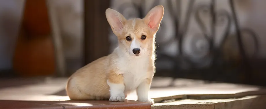 Щенок корги