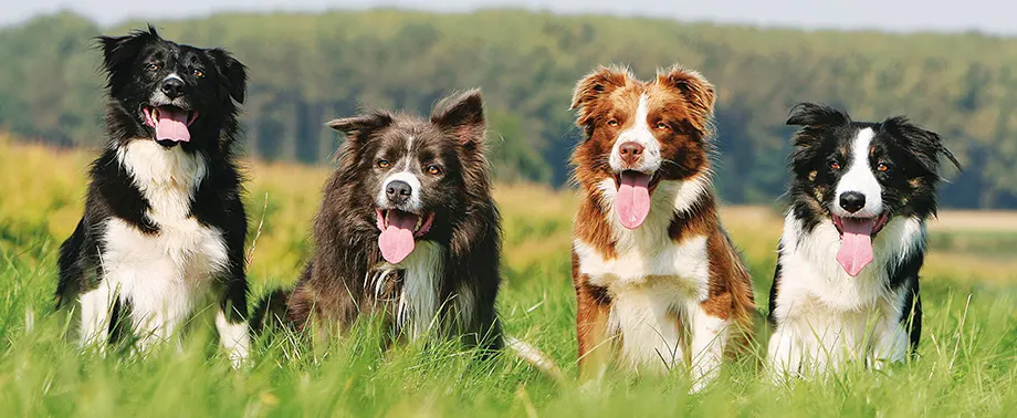 Сколько в норме весит бордер-колли?