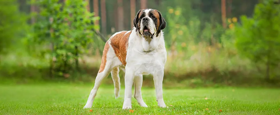 Сколько в норме весит сенбернар?