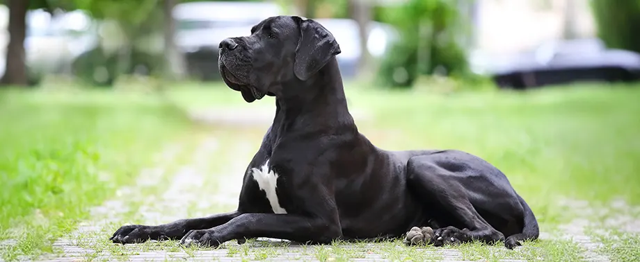 Сколько в норме весит немецкий дог?