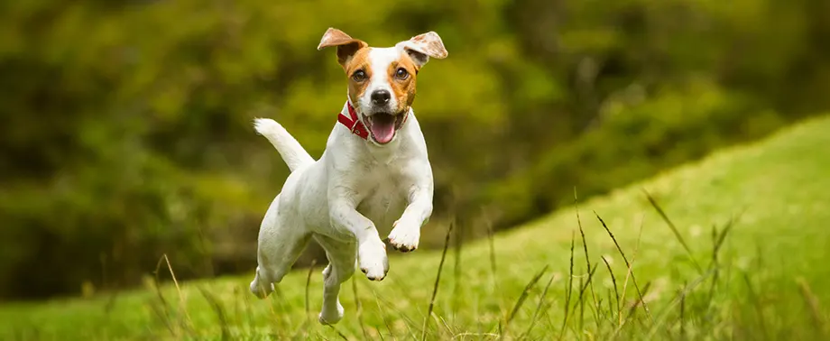 Сколько в норме весит джек-рассел-терьер?