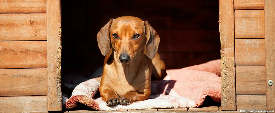 Что постелить собаке в будку