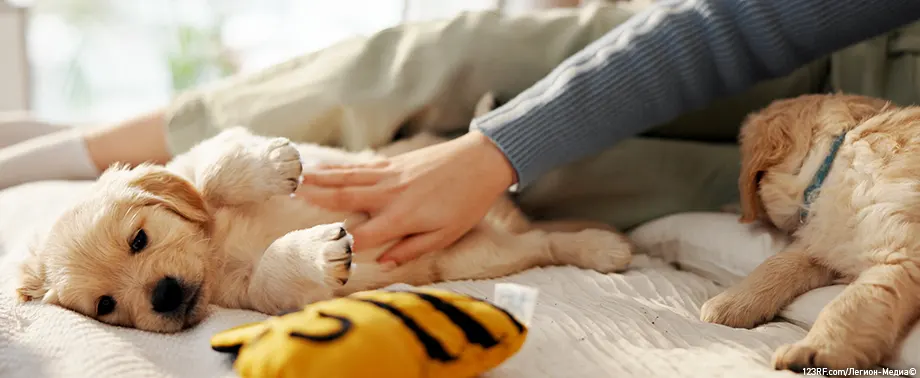 Что делать, если щенок скулит по ночам?