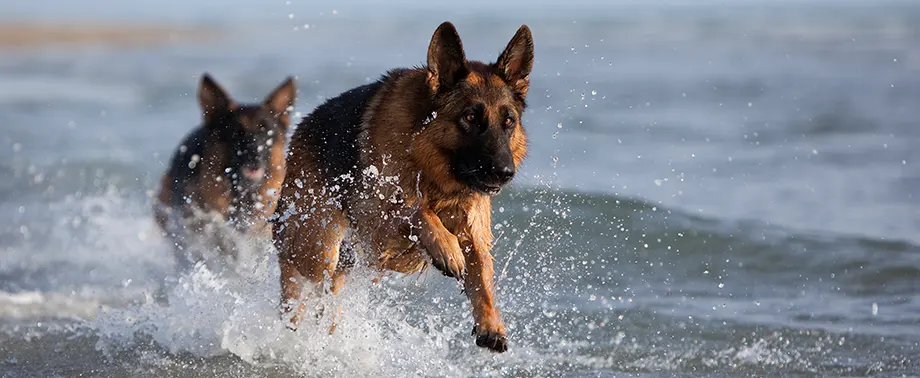 Сколько живут немецкие овчарки