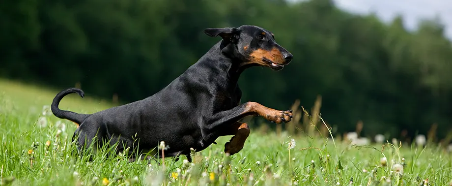 Сколько живут доберманы