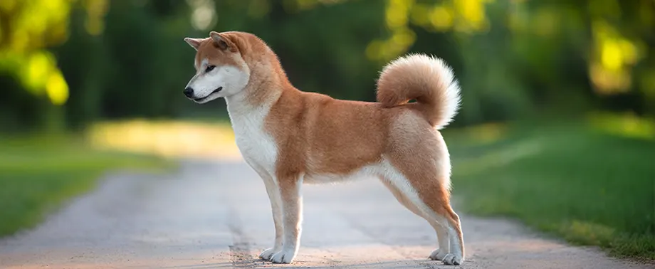 Сколько в норме весит сиба-ину?