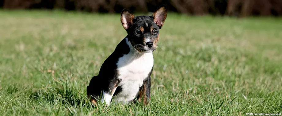 Нелиняющие породы собак