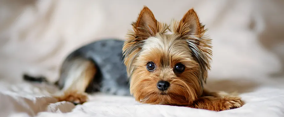 Сколько в норме весит йоркширский терьер?