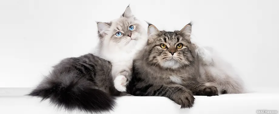 Гипоаллергенные породы кошек