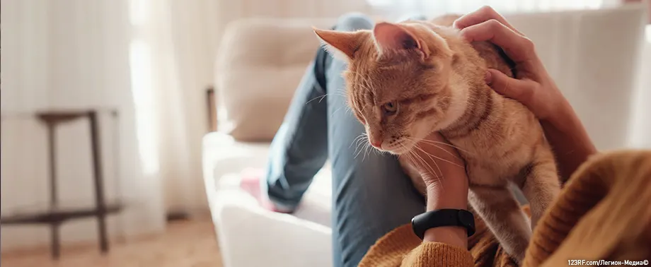 Кошка вылизывает шерсть до появления алопеции