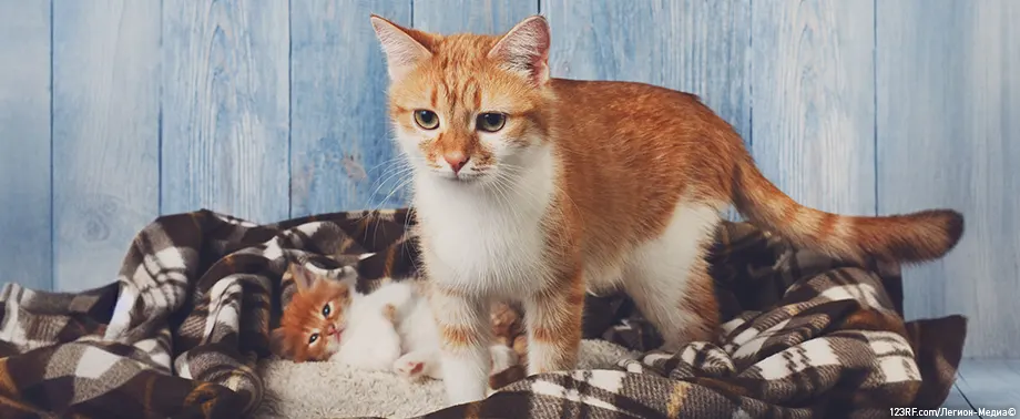 Эклампсия у кошек