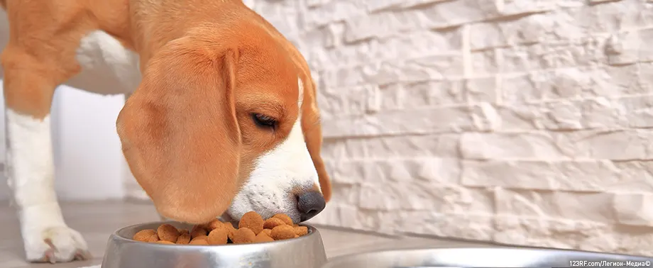 Как выбрать корм собаке?