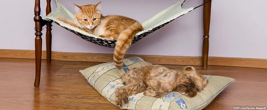 Как отучить собаку реагировать на кошек?