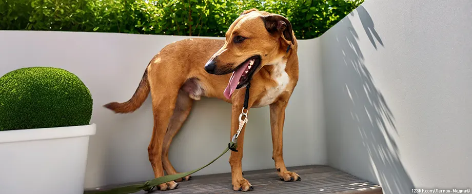 Как приучить к месту собаку уличного содержания?