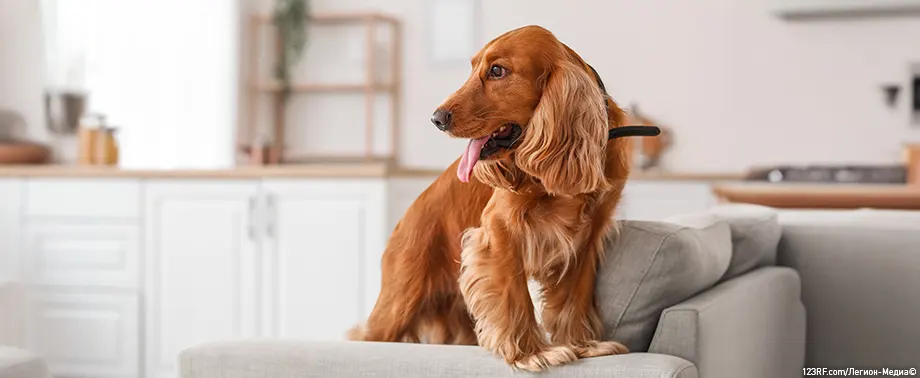Сотрясение мозга у собаки