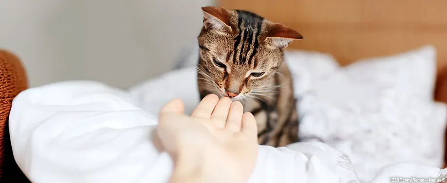 Кошка стала агрессивной