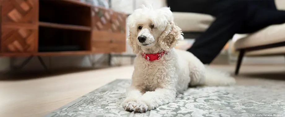 Отек легких у собак