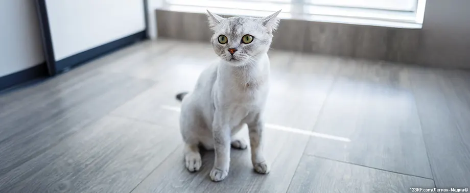 Отек легких у кошек