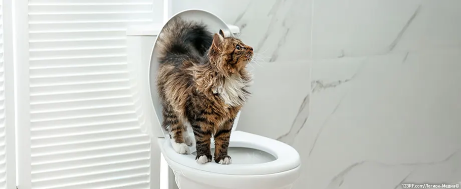 Как приучить кошку к унитазу?